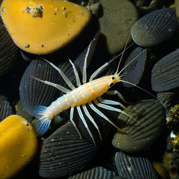 Rockpool shrimp (Palaemon elegans), shrimp looking for food among mussels, Black Sea