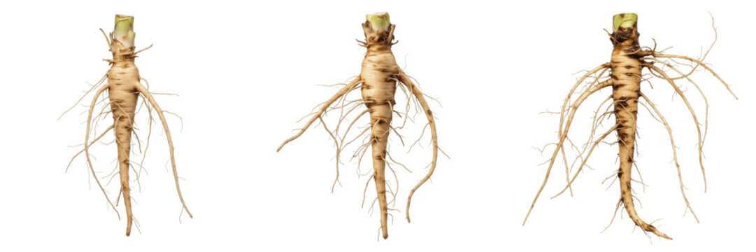 Best Selling Title:
Set of botanical illustrations featuring long taproot systems and fibrous plant roots isolated on white