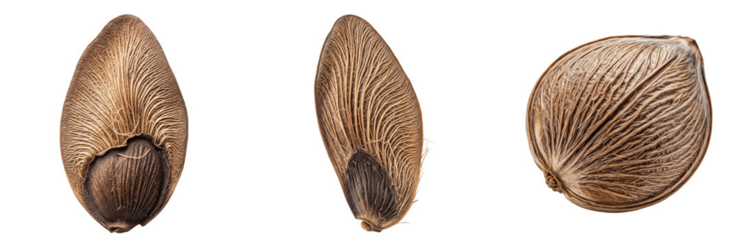 Set of three natural brown pine seeds and nuts with textured wings isolated on white background