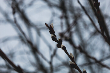 A thin willow branch with the first fluffy buds stands out clearly against a blurred winter or early spring sky. Dark shoots and delicate white catkins symbolize the awakening of nature, © Олег Струс