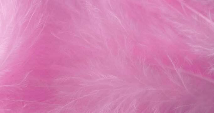 Macro Pink Feather Texture Background. Close-up abstract video showcasing delicate, fluffy pink feathers with soft textures and subtle drifting motion in a pastel-filled frame.