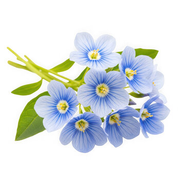 Beautiful blue flowers with green leaves