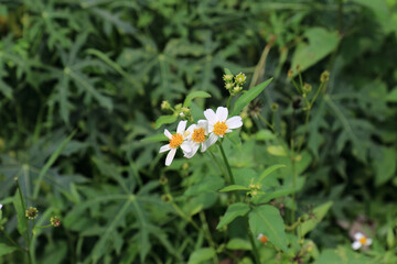 Small White Wildflower In Green Surroundings. Delicate Blossom With Natural Background. Fresh Floral Detail In Outdoor Habitat. Simple Meadow Flower Under Soft Light
