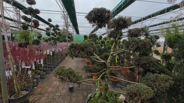Rows of various potted evergreen trees and ornamental shrubs stand in an outdoor section of a garden center warehouse under a large metal canopy structure.