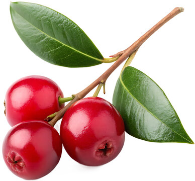 Lilly pilly berry