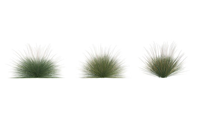 Obraz premium Muhlenbergia dubia png alpha channel set