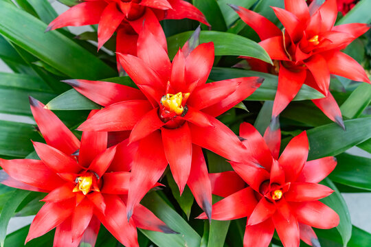 red pineapple flower blooming in garden, bromeliad flower