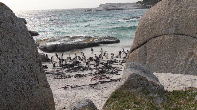 Big colony of African Penguins (Spheniscus demersus). Sitting on the white sand between two big boulders, also known as jackass penguins. At Boulders Beach, Cape Town. 4K video.