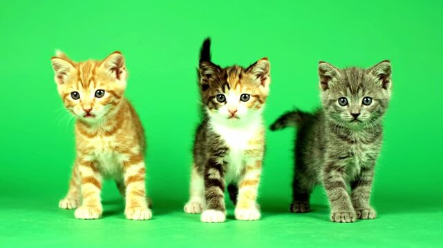 Three adorable kittens standing on a green background, looking directly at the camera with curious expressions. Perfect for pet advertisements, animal websites, and cute educational