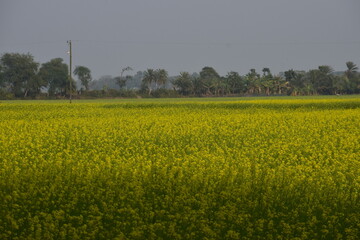 Yellow Mustard Flower Field - A Golden Carpet across the Countryside. A yellow mustard flower field transforms the rural landscape into a glowing sea of gold.