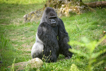 view of a magnificent gorilla in a park © AUFORT Jérome