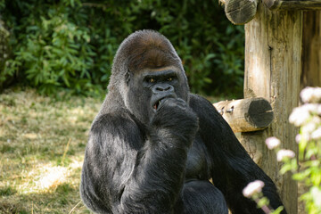 view of a magnificent gorilla in a park © AUFORT Jérome