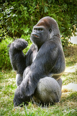Fototapeta premium view of a magnificent gorilla in a park