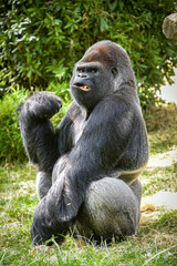 Naklejka premium view of a magnificent gorilla in a park