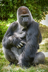 view of a magnificent gorilla in a park