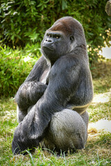 Obraz premium view of a magnificent gorilla in a park