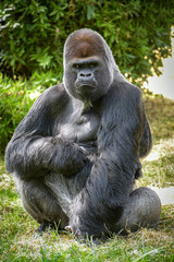 view of a magnificent gorilla in a park