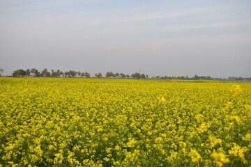 Obraz premium Yellow Mustard Flower Field - A Golden Carpet across the Countryside. A yellow mustard flower field transforms the rural landscape into a glowing sea of gold.