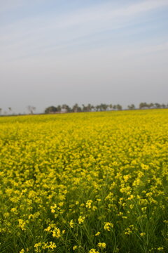 Yellow Mustard Flower Field - A Golden Carpet across the Countryside. A yellow mustard flower field transforms the rural landscape into a glowing sea of gold.