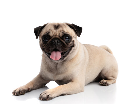 Adorable pug dog lying down and panting