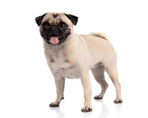 Obraz premium Lovely pug dog standing and sticking out tongue
