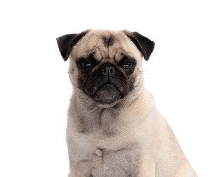 Grumpy fawn pug dog sitting and looking forward