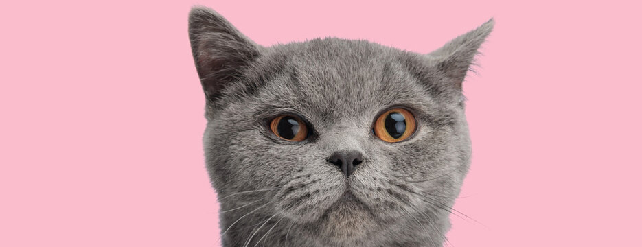 Surprised british shorthair cat staring with big eyes