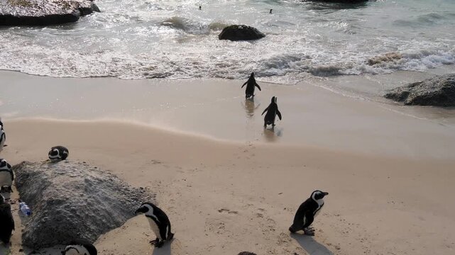 Two African Penguins (Spheniscus demersus). walking on the beach and swimming out to sea. Also known as jackass penguins. At Boulders Beach, Cape Town. 4K video.