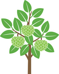 Custard apple tree logo. Isolated custard apple tree on white background