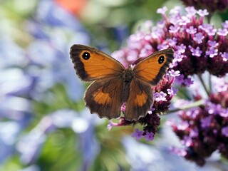 Obraz premium Amaryllis (Pyronia thitonus) posé sur une fleur de verveine de Buenos-Aires (Verbena bonariensis), ailes déployées brun roux avec bandes brunes sombres et ocelles noires pupillée de blanc 