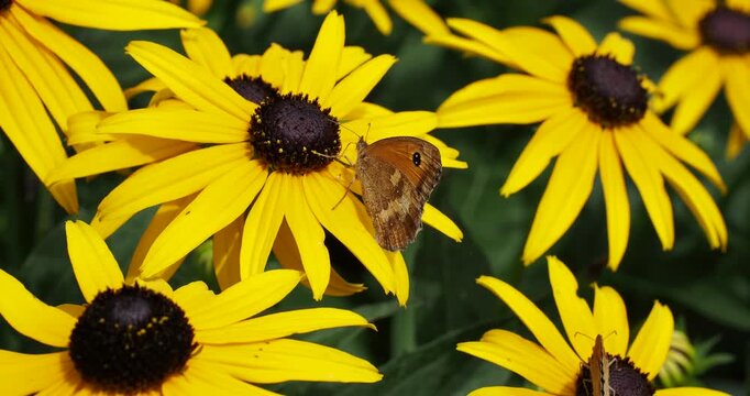  Pyronia tithonus | Amaryllis, aux ailes orange bord&eacute;es de brun. Ailes ant&eacute;rieures, ocelles noires pupill&eacute;es de blanc, ailes post&eacute;rieures brune avec bande jaun&acirc;tre et petits ocelles blancs.