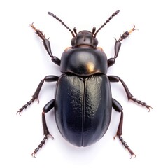 Top View of a Garden Beetle Insect Isolated for Scientific Education