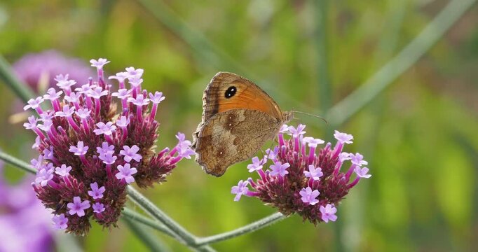 Papilon amaryllis (Pyronia tithonus) butinant avec avidit&eacute; le nectar d'une fleur de verveine de Buesnos-Aires (Verbena bonariensis)

