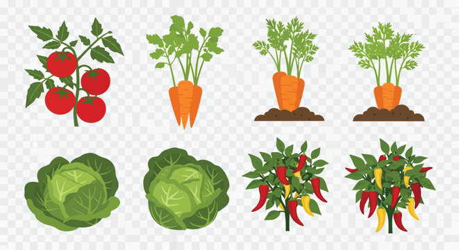 Fresh vegetables tomatoes carrots cabbage and peppers illustrated digitally
