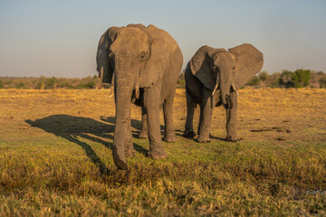 Fototapeta premium herd of African elephants at sunset Botswana (Loxodonta africana)