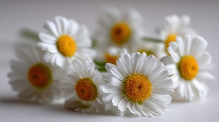 Fototapeta premium Close-up of White Daisies with Yellow Centers