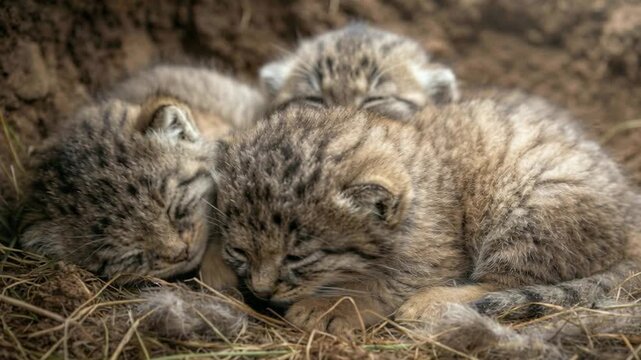 Pallas's Cat,팔라스 고양이,고양이,마눌고양이, CAT