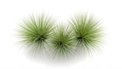 Three green plants with long thin spiky leaves on white background