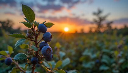 Ripe blueberries on bush at sunset in field