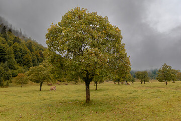 Solitary maple tree at the Gro&szlig;er Ahornboden in the Karwendel mountains during autumn in Tyrol