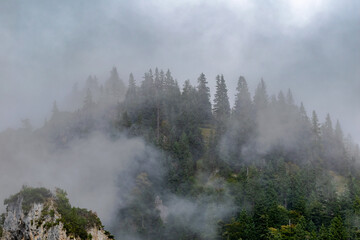 Misty alpine forest at the Gro&szlig;er Ahornboden in the Karwendel mountains in Tyrol