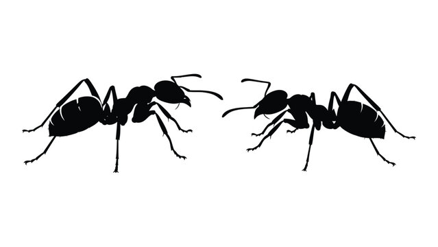 Two black ants standing side by side on a white background isolated on white background, Vector