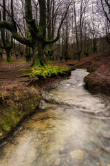 Ancient beech trees with mossy roots and a stream in Otzarreta forest, Gorbea Natural Park, Spain
