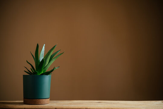 Haworthia Aloe Flow plant succulent in pot.
