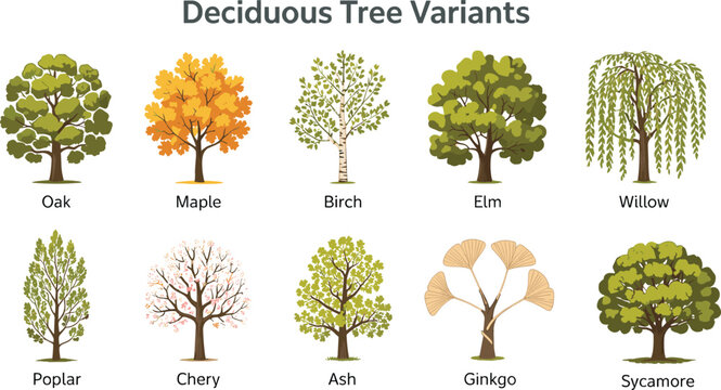 Deciduous tree variants illustration featuring oak, maple, birch, elm, willow, poplar, cherry, ash, ginkgo, and sycamore species symbolizing botany, forestry, and educational graphics