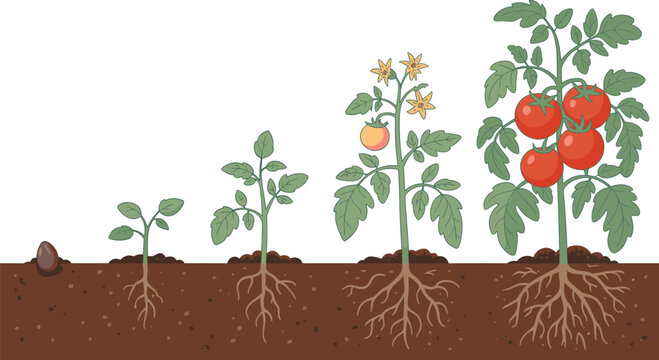 Educational illustration of tomato plant life cycle showing growth stages from seed to sprout, seedling, flowering, and mature fruit-bearing plant with root development