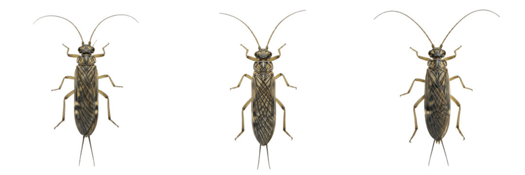 Set of Stoneflies (Plecoptera) Isolated on White Background - Top View