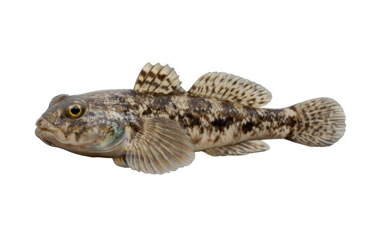 Round goby fish invasive aquatic species profile