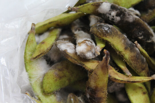 Mold on green soybean fruit or pods. White fuzzy growth on the shell, black rotten skin