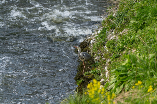 Grey Heron at the german river Lahn at the village Runkel